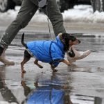 Do_dogs_need_flea_and_tick_prevention_in_winter