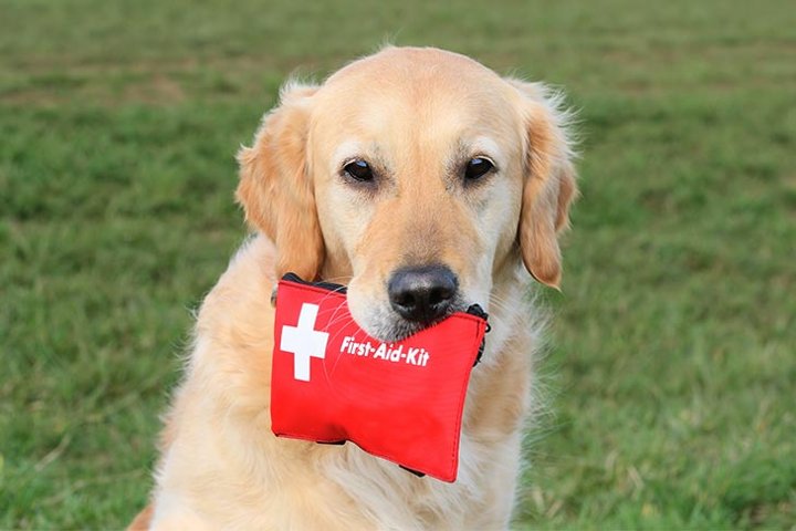 First Aid Kit for Pet Owners_ AKC Pet Essentials