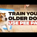 How_to_train_adult_dog_to_use_puppy_pads