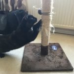 The Best Size Rope for a Cat Scratching Post_1