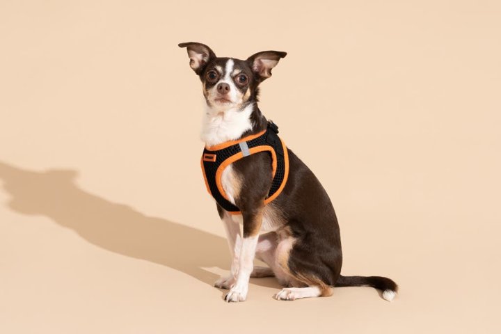 The Top Picks_ Best Walking Harness for Large Dogs