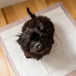 The_best_way_to_train_a_puppy_with_a_puppy_pad