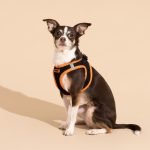 The_top_picks_best_walking_harness_for_large_dogs