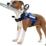 The_ultimate_guide_what_size_dog_collar_for_an_80_lb_furry_friend