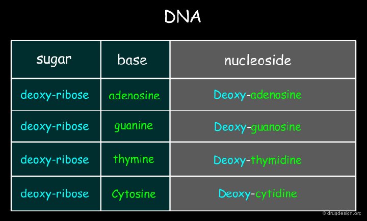 how does rna differ from dna quizlet