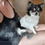 Can_i_use_the_long_hair_furminator_deshedding_tool_on_my_papillon