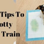 The_best_way_to_train_a_puppy_with_a_puppy_pad