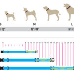The_ultimate_dog_collar_size_chart