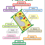 Command_center_directs_the_cell_s_activities