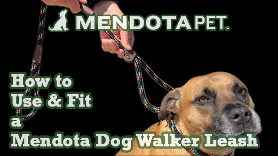 Mendota Dog Collar Sizing Guide_ The Ultimate Resource for Perfect Fit