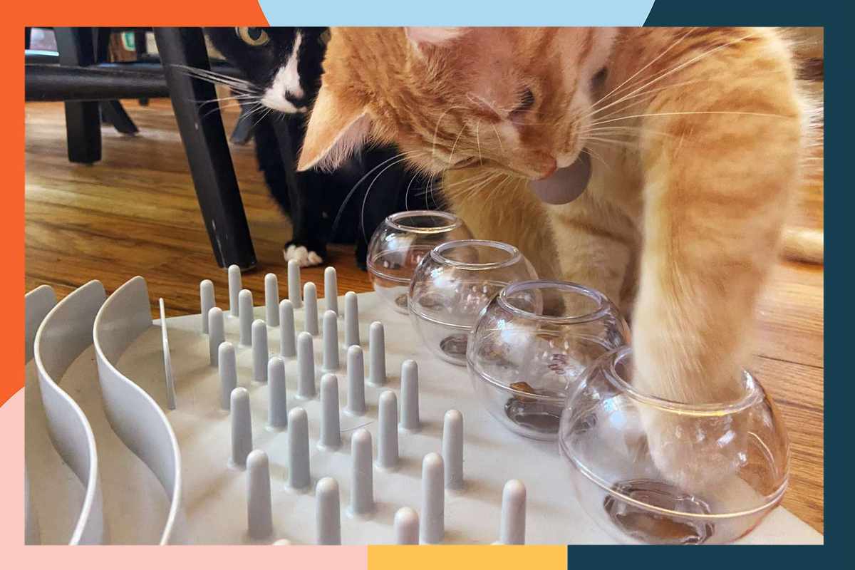 The Best Toys for a 13-Week Kitten