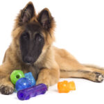 The_best_chew_toy_for_a_6_month_old_puppy