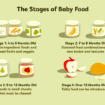 The_difference_between_stage_1_and_2_baby_food
