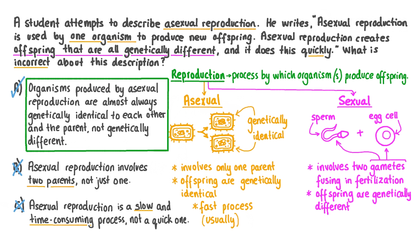 cell_s_ or Organism_s_ Produced Asexually From One Organism To Which They Are Genetically Identical