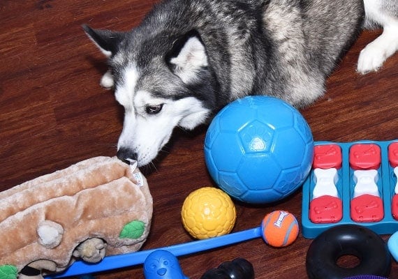 Best Chew Toys for Husky Puppies