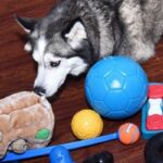 Best_chew_toys_for_husky_puppies