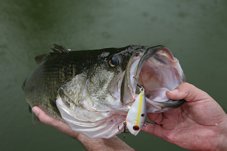 The Best Fishing Lures for Bass on Lake Palestine in Texas