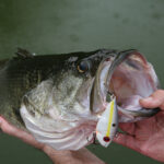 The_best_fishing_lures_for_bass_on_lake_palestine_in_texas