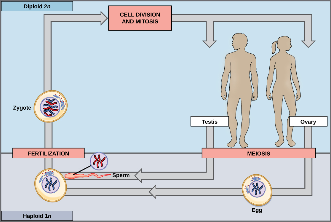 Meiosis_ Cell Division that Produces Reproductive Cells in Sexually Reproducing Organisms