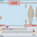 Meiosis_cell_division_that_produces_reproductive_cells_in_sexually_reproducing_organisms